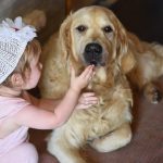 Le Golden Retriever et les jeunes enfants