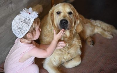 Le Golden Retriever et les jeunes enfants