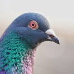 oiseau