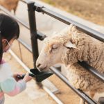 apprendre aux enfants le respect et le bien-être des animaux