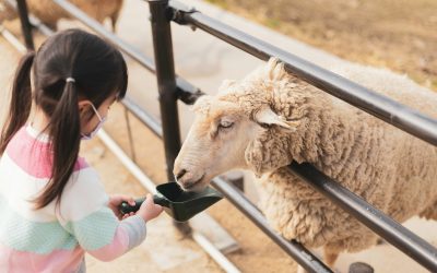 apprendre aux enfants le respect et le bien-être des animaux