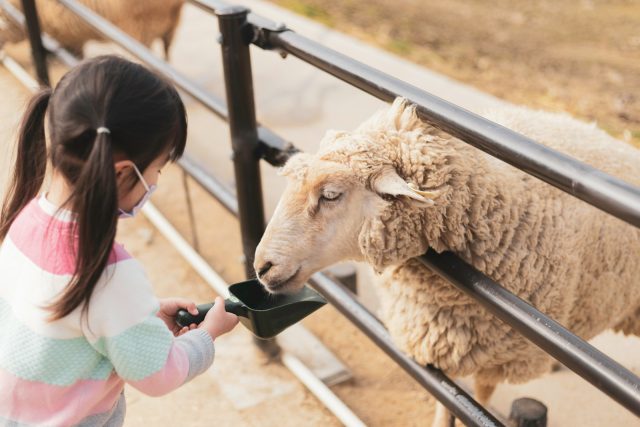 apprendre aux enfants le respect et le bien-être des animaux