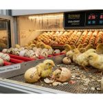 Couveuse Brinsea : avantages et bénéfices